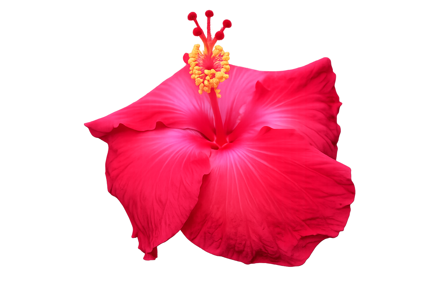 Flor de cayena