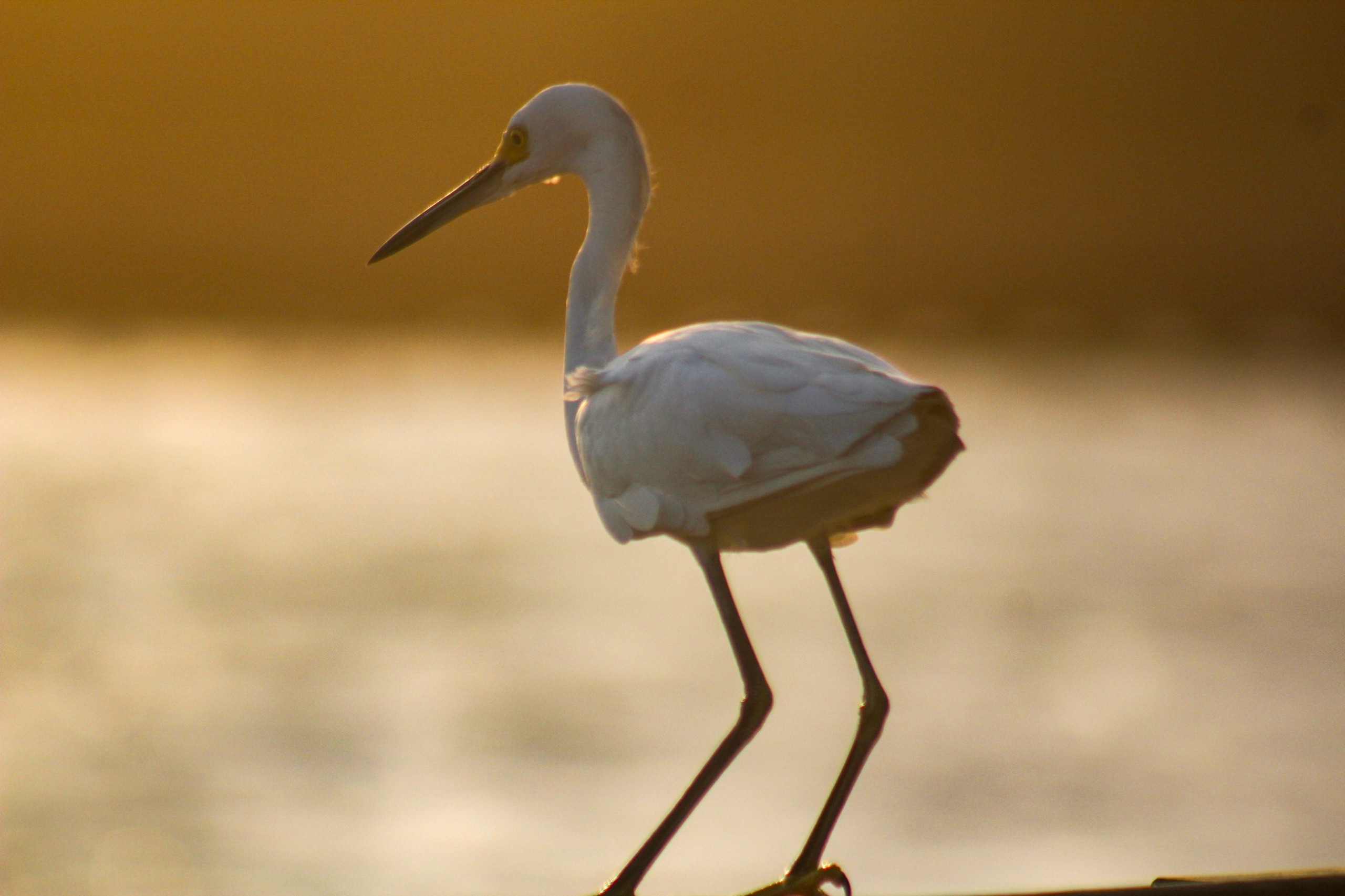 Avistamiento de Aves